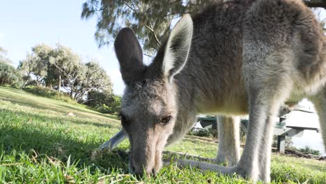 vista cercana de un canguro joey comiendo hierba en un parque costero