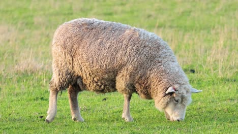 ovejas comiendo hierba en un campo