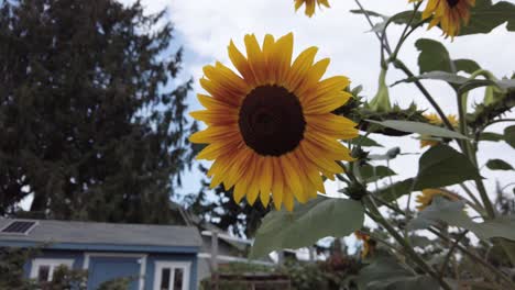 Sunflowers-in-full-bloom-at-the-local-community-garden-in-a-residential-nieghborhood,-slow-motion