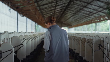 farm veterinarian checking calves in shed. cattle breeder inspecting animals.