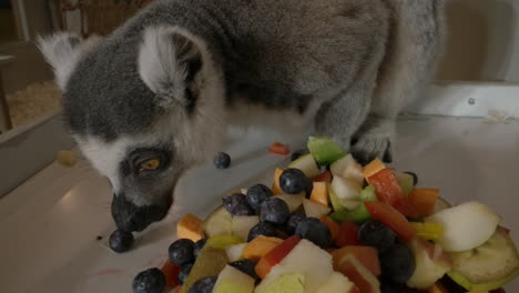 Ein-Lemur,-Der-Nahrung-Aus-Nächster-Nähe-In-Einem-Zoo-Frisst---Ein-Erstaunliches-Süßes-Tier