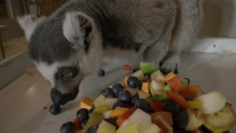 a lemur eating food close up macro in a zoo - amazing cute animal