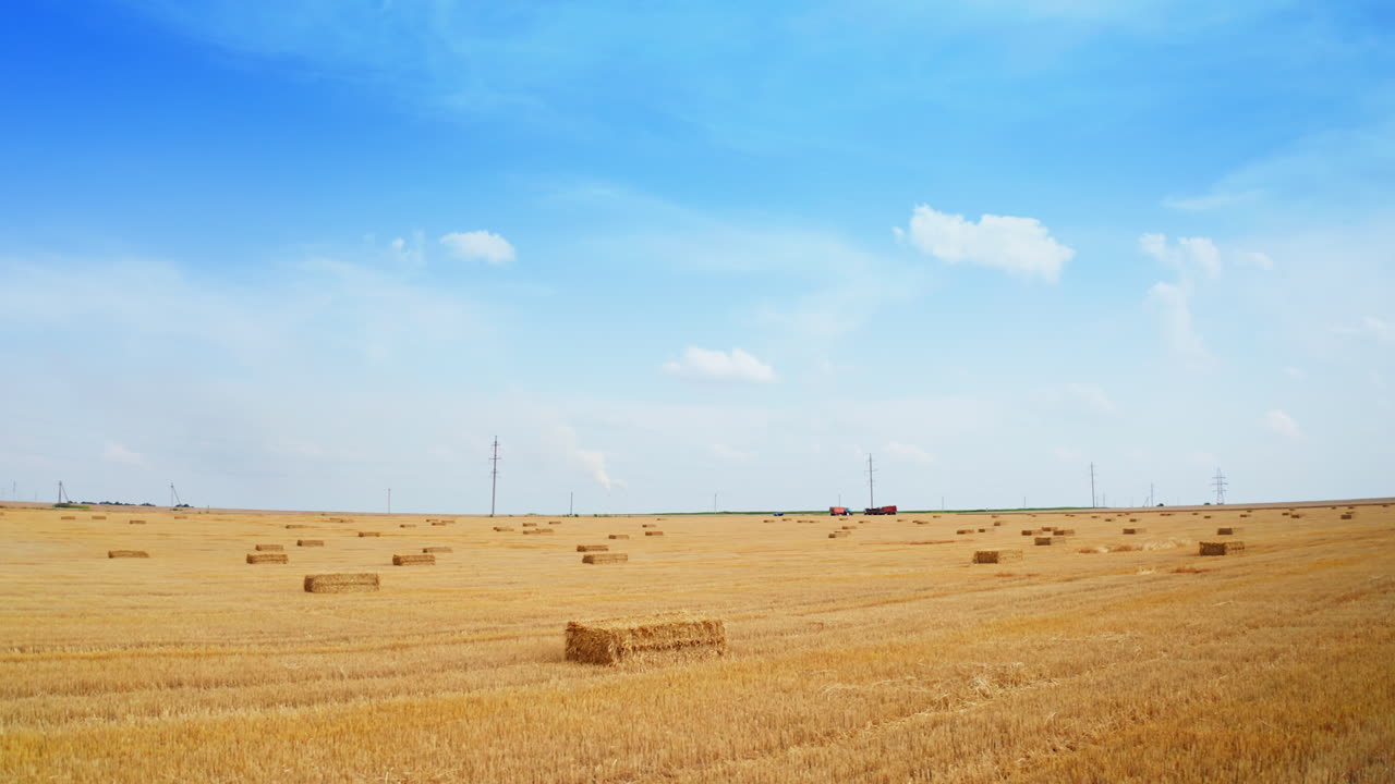 Yellow rural plantation of cut wheat on sunny summer day. Bales of straw lying on the field. Agricultural machinery at backdrop.