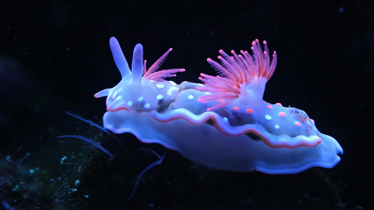 Colorful Nudibranch