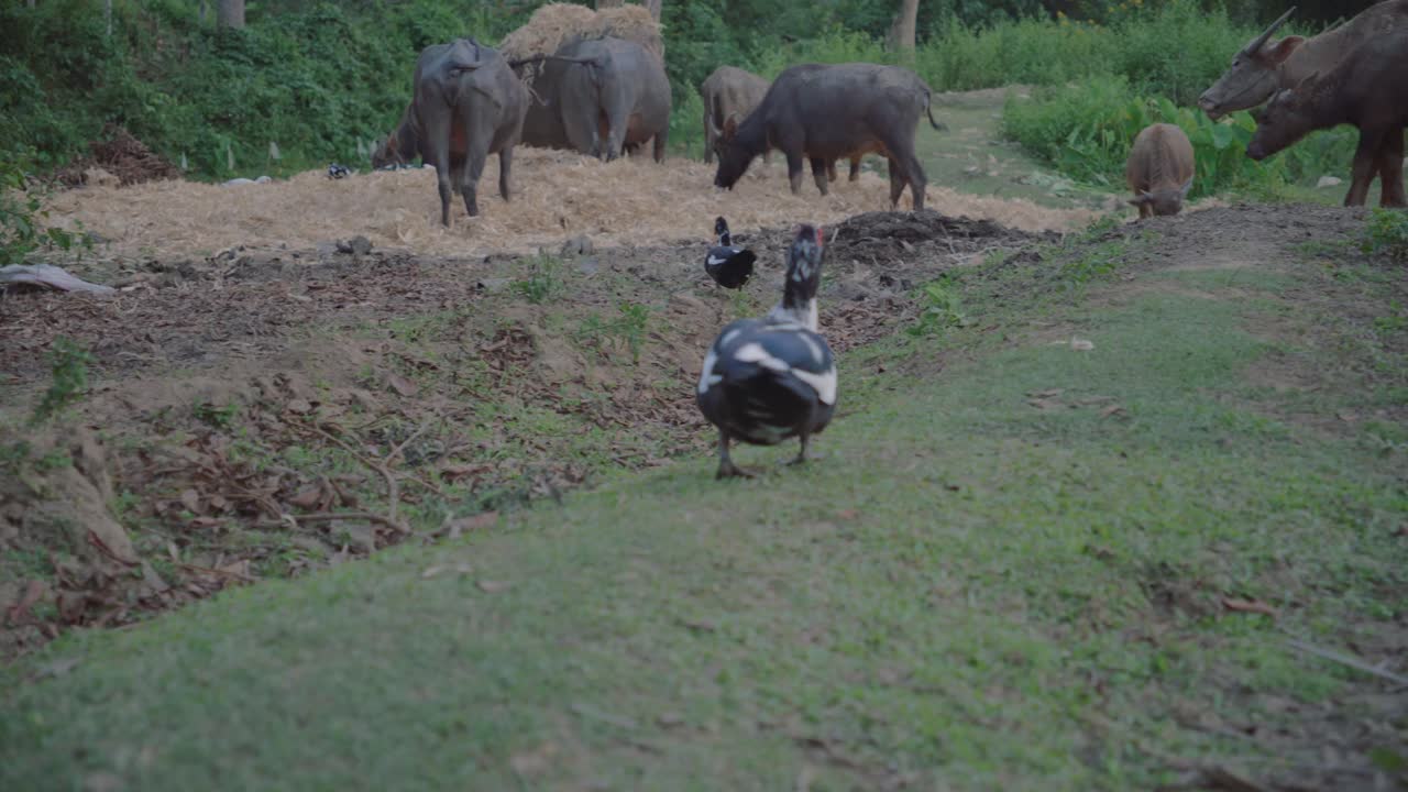 Muscovy duck preening its feathers on green grass and dirt while resting outdoors