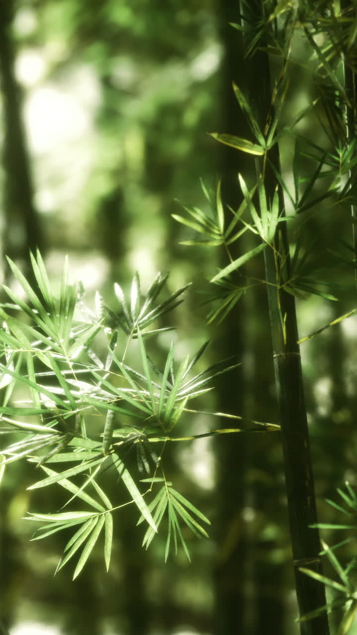 Foresta di bambù con foglie verde brillante nella luce del primo mattino