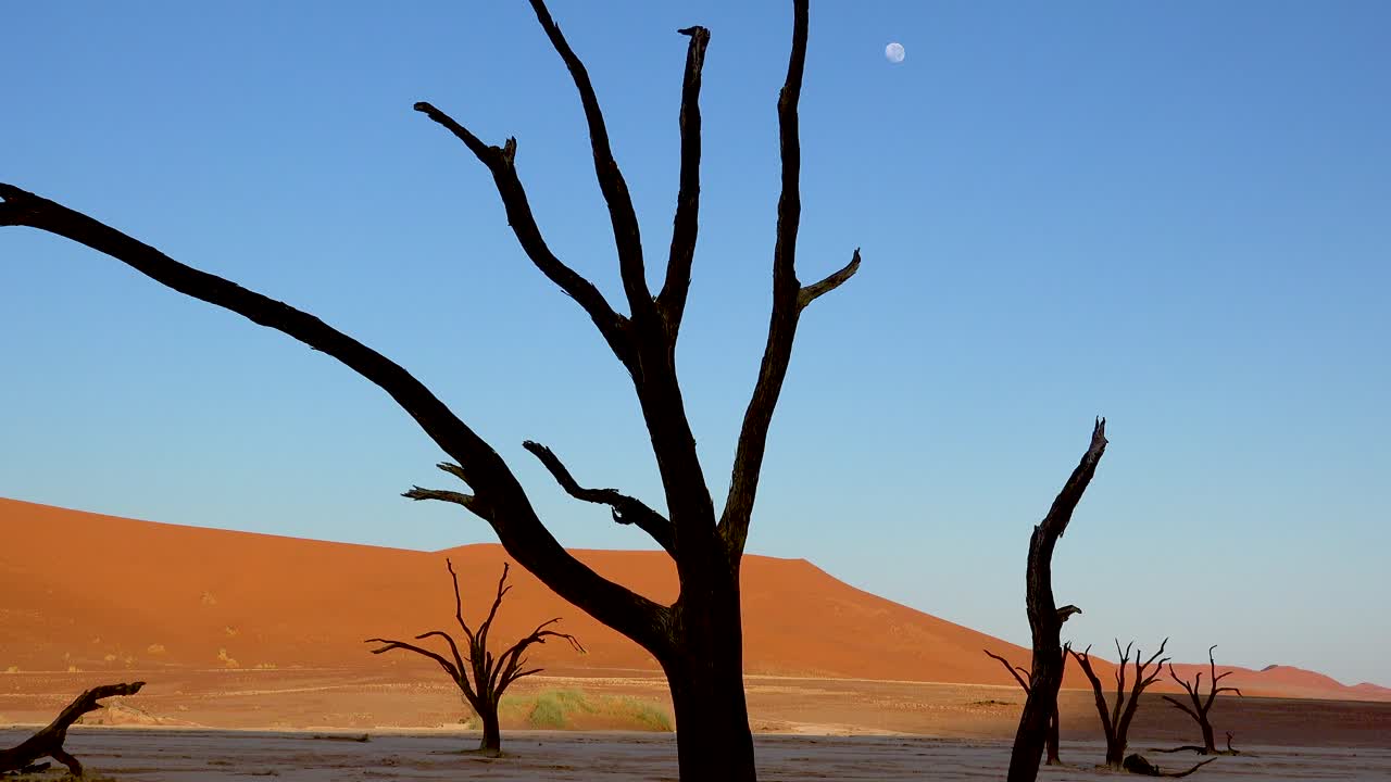 siluetas de árboles muertos al amanecer con luna en deadvlei y sossusvlei en namib naukluft national park desierto de namib namibia 2