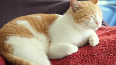 closeup of a happy white orange kitten pet cat