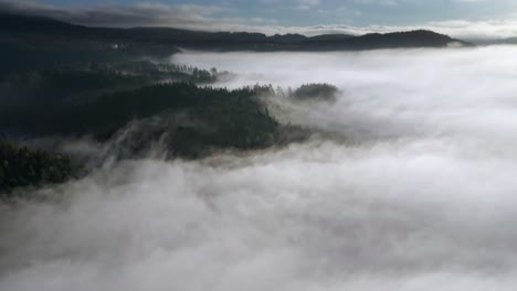 vapor is rising from the soil soaked with moisture creating morning fog above the pines