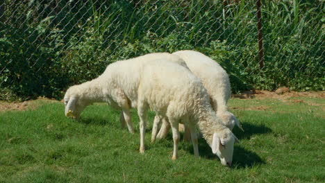 Flock-of-Sarda-Sheep-Grazing-Green-Grass-by-Chainlink-Fence-Wire-at-Farm-Highlands-of-Da-Lat,-Vietnam---slow-motion