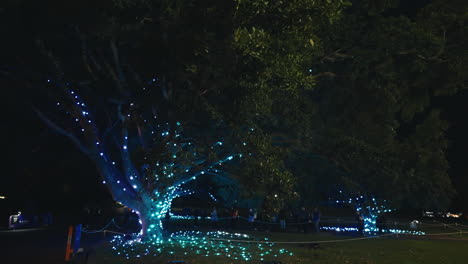 Impresionante-Exhibición-De-Luces-En-Un-Enorme-árbol-En-Los-Jardines-Botánicos-De-Sydney-Por-La-Noche-En-Cámara-Lenta