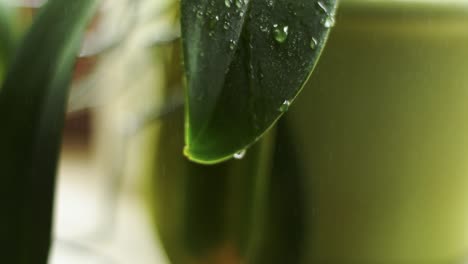 rociar un poco de agua en una hoja-13