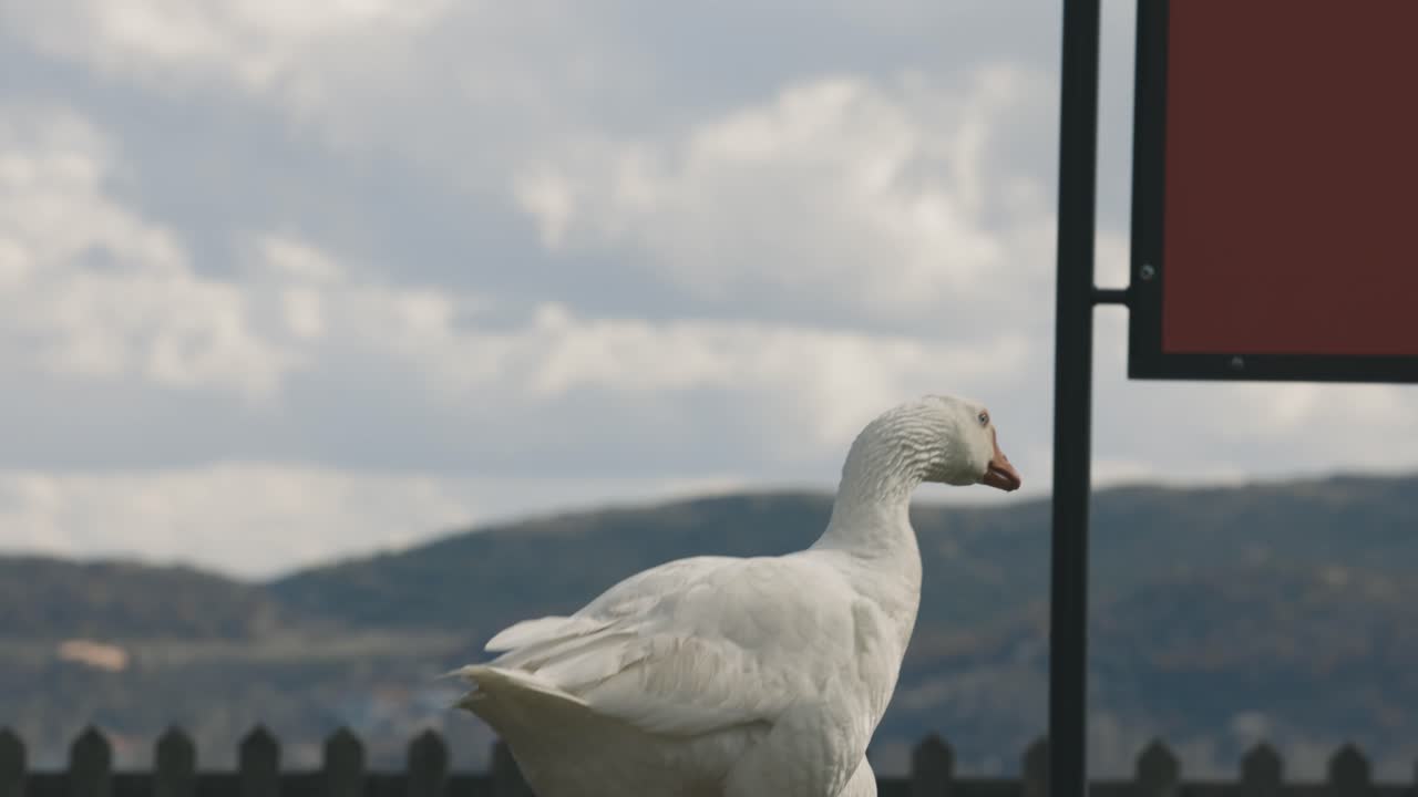 una ripresa ravvicinata di un gruppo di anatre bianche che camminano sull'erba verde, lago blu e bellissime montagne sullo sfondo, fauna selvatica esotica onirica, toni autunnali, obiettivo rf, video 4k, rallentatore