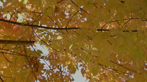 Hojas-De-Otoño-Que-Soplan-En-El-Viento-En-Oregon