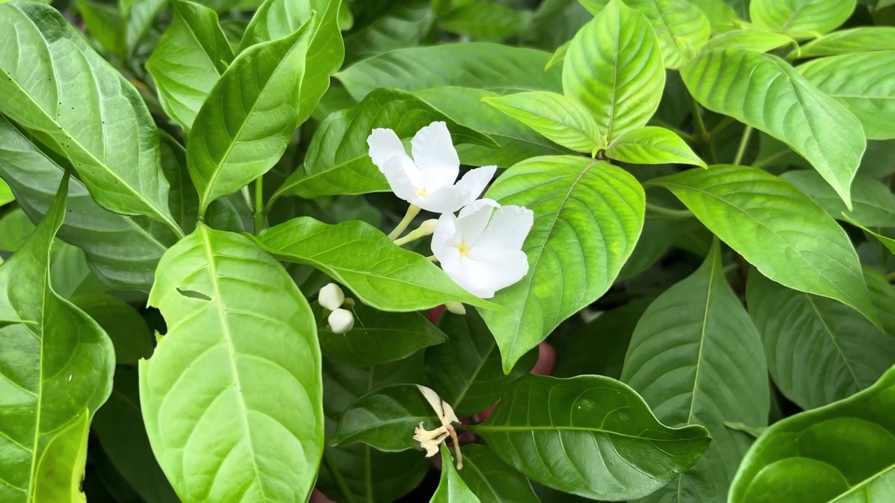 Fiori a girandola bianchi che sbocciano tra un lussureggiante fogliame verde