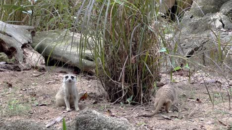 Curious-pair-of-meerkats,-suricata-suricatta,-one-stare-straight-at-the-camera-and-the-other-one-busy-digging-on-the-ground-at-Singapore-safari-zoo,-mandai-wildlife-reserves,-close-up-static-shot