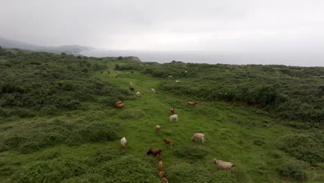 vacas pastando en el pasto costero