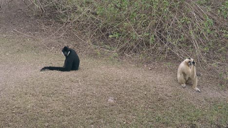 white macaque tries to catch food sitting near black monkey