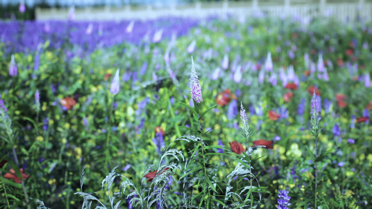 Vibrant wildflowers bloom in a colorful meadow during late springtime