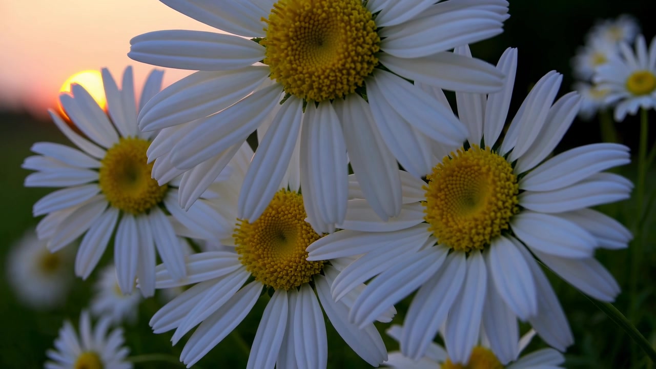 Margaridas Brancas Florescendo em um Campo ao Pôr do Sol