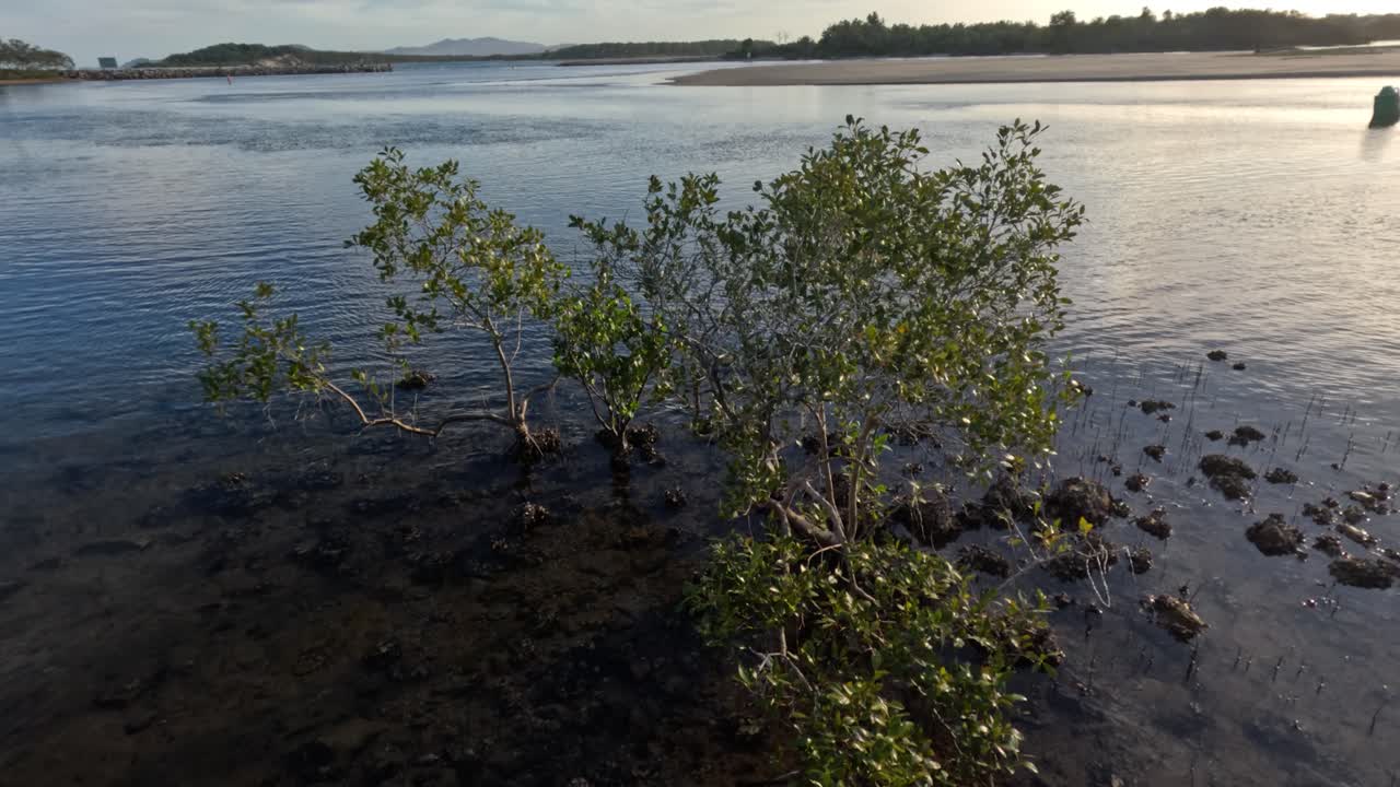 Mangrove trees expanding into calm coastal waters