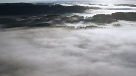 aerial view on the majestic morning fog rising over the pine forest