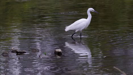 little egret looking for food on the river stream of yangjaecheon in south korea