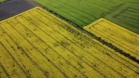 Vuelo-Aéreo-De-Aves-Sobre-El-Floreciente-Campo-De-Colza,-Volando-Sobre-Flores-Amarillas-De-Canola,-Paisaje-Idílico-De-Granjeros,-Hermoso-Fondo-Natural,-Disparo-De-Drones-Avanzando-Bajo,-Inclinado-Hacia-Arriba