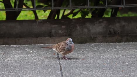 zebra dove walking, pecking on concrete ground