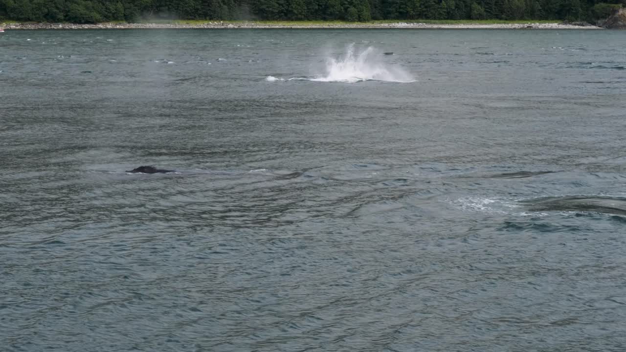 Humpback whale breaching out and flips its tail