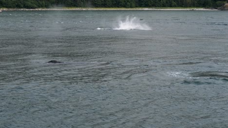 humpback whale breaching out and flips its tail