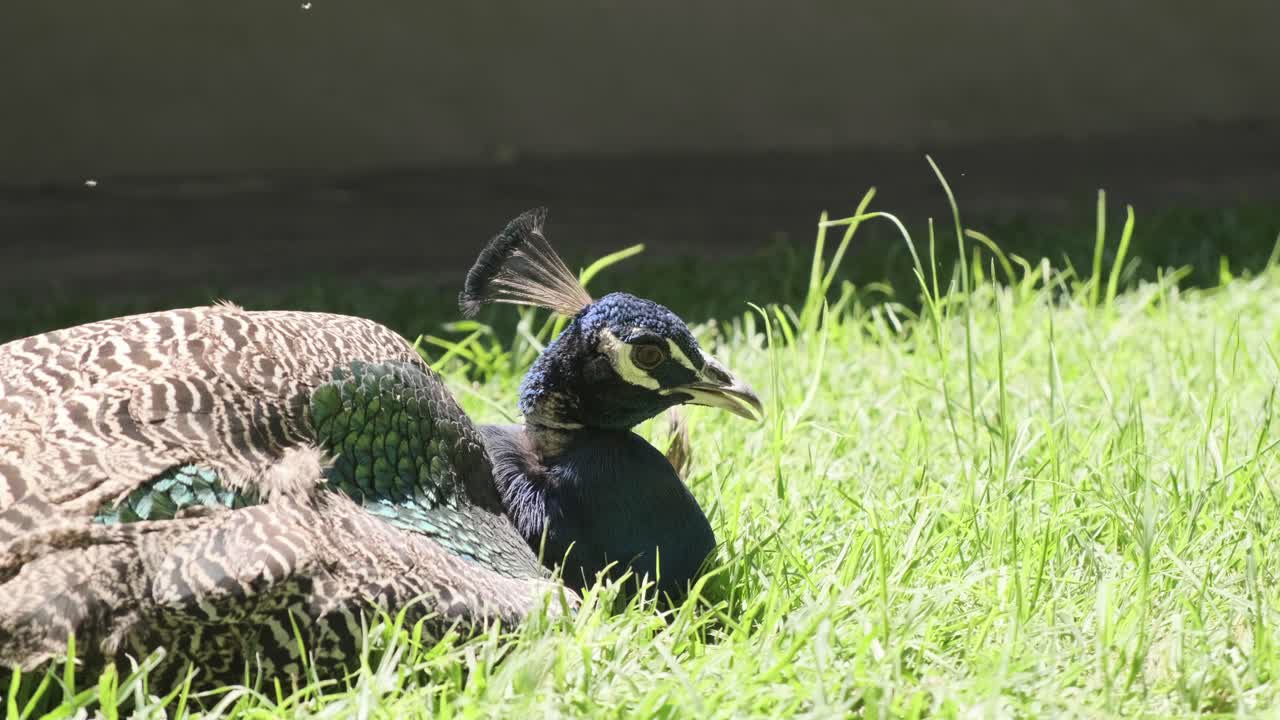 Peacock resting on grass, with vibrant feathers partially visible in the sunlight