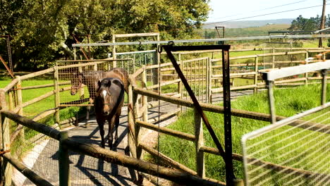 mechanical hot walker used on stud farm to help build muscle of racehorses