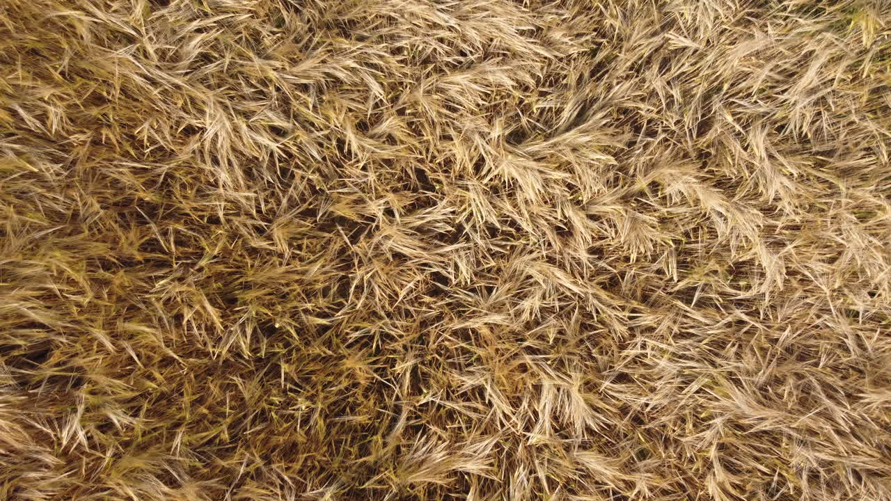 campo de trigo agricultura cultivo vista aérea