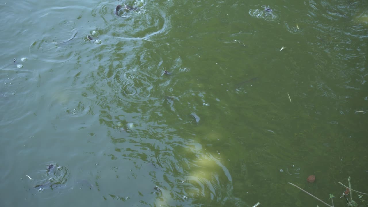 물고기가 물에서 놀고 있다