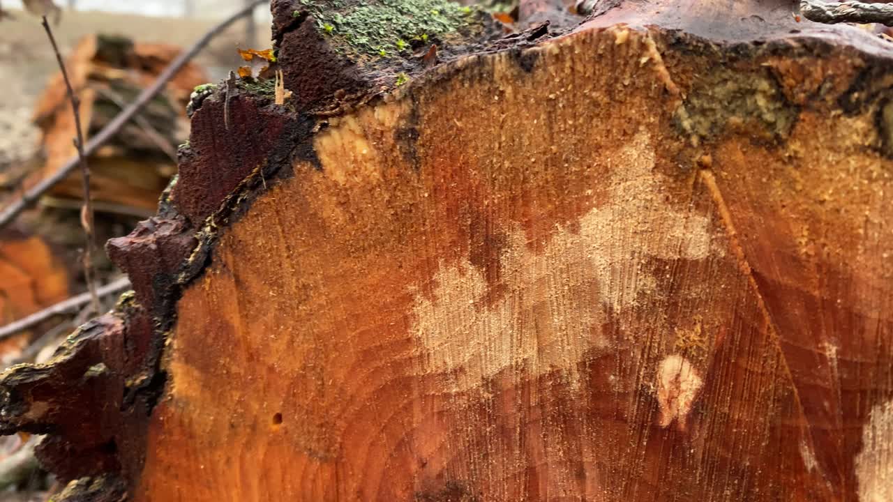 Old tree trunk cut, cross section of tree trunk showing growth rings.