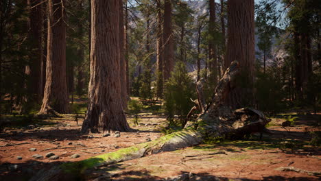 Early-morning-sunlight-in-the-Sequoias-of-Mariposa-Grove