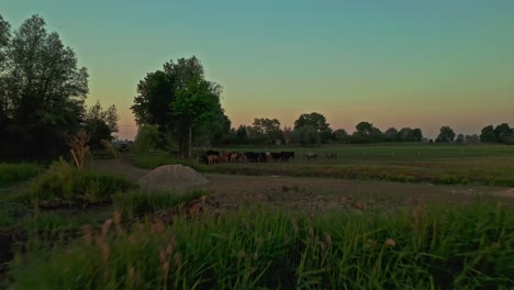 Low-Aerial-Drone-Shot-above-lake-onto-grazing-cows-during-sunrise