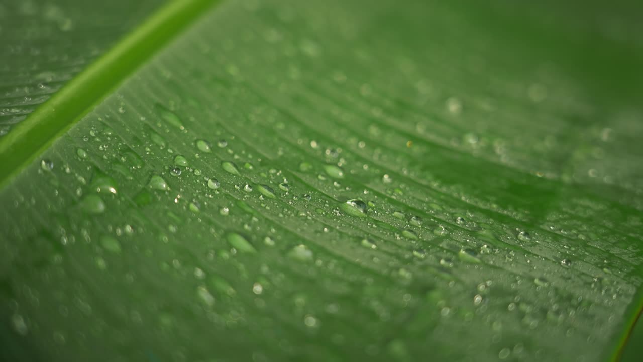 녹색 열대 잎에 신선한 비방울, 매크로