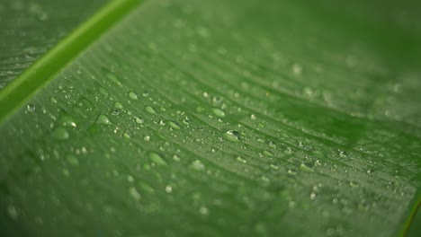 fresh rain droplets on green tropical leave, macro shot