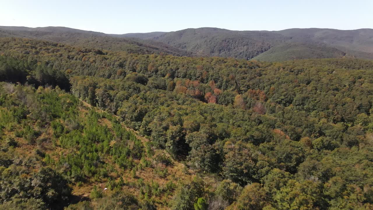 природа леса вид с воздуха 1