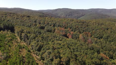 bosque naturaleza vista aerea 1