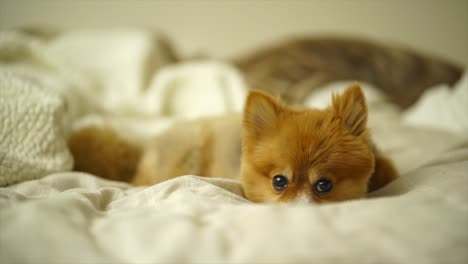 beautiful pomeranian puppy