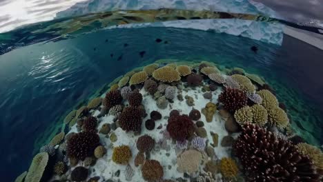 vibrant coral reef ecosystem