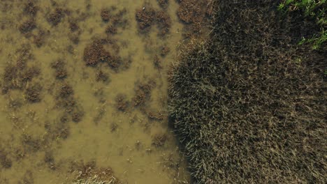 Swamp-wetland-in-countryside,-rising-aerial-top-down-view