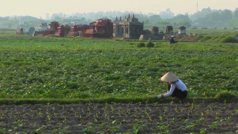 a woman works in the fields with some graves in the background