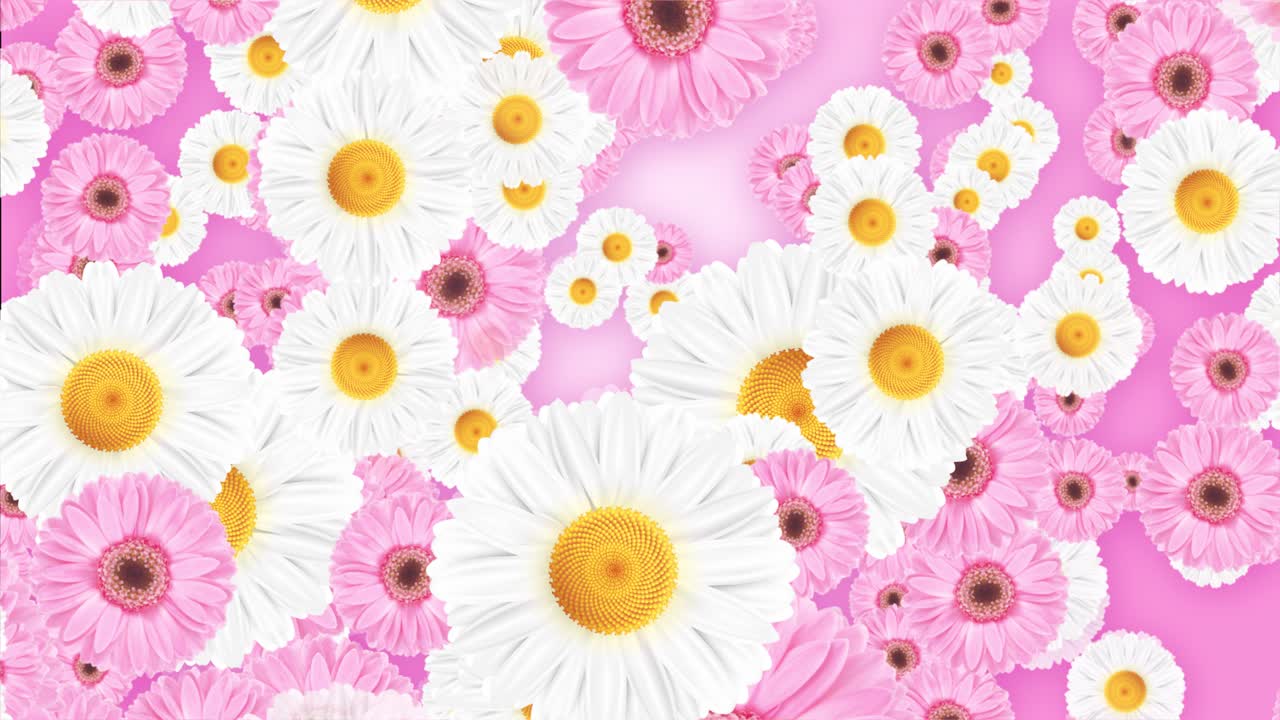 Beautiful bouquet of mixed blossom of pink and yellow flowers including daisies spinning backdrop