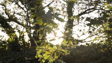 Sunshine-With-Silhouettes-In-Forest-During-Sunrise