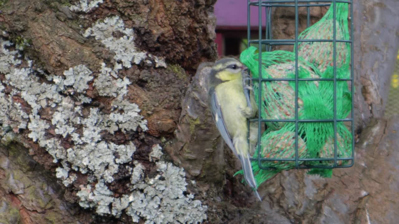 피더에서 먹는 노란색과 회색 박새의 클로즈업 보기, 여전히 낮 동안 촬영