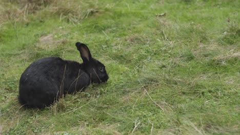 Hase-Frisst-Gras-In-Der-Nähe-Der-Englischen-Bucht